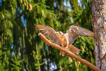 Greifvogel