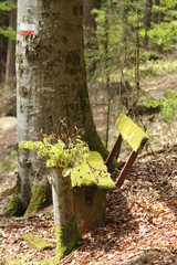 Alte Bank im Wald