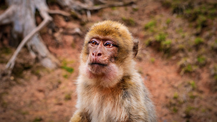 Affe
