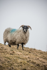 walking along the England and Scotland Border