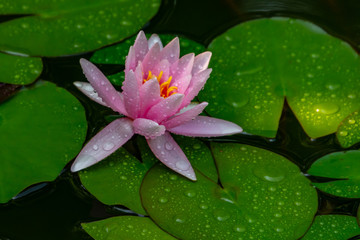 Pink water lily Marliacea Rosea or lotus flower with delicate petals in a pond with background of green leaves. Nature concept for design