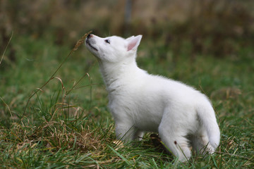 pure white siberian husky puppy