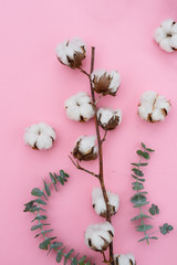 Cotton flowers buds with eucaliptus leaves on pink background view from above