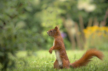 Eichhörnchen