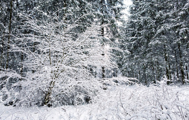 Snowfall in winter forest. Nature background with snow.