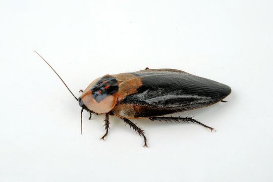 Totenkopfschabe (Blaberus craniifer) (Black Wing) - Death's head cockroach
