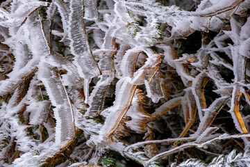 Galaverna, rami ghiacciati