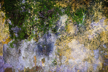Beautiful brick wall with greenish algae or vegetaion on it. Can be used as wall paper, texture , wallpaper or backdrop.