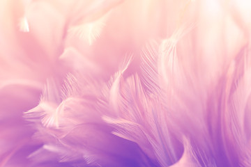 Pastel colored of chicken feathers in soft and blur style for the background