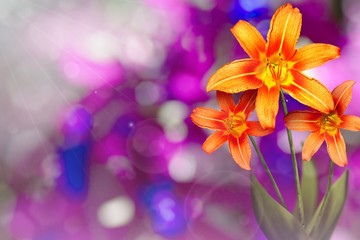 Beautiful live lily with empty on left on tree leaves blurred bokeh background. Floral spring or summer flowers concept.