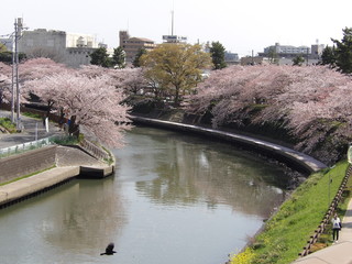河川敷の桜