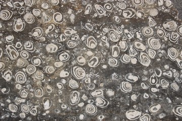 Fossils of snails, a beautiful ornament on stone. Shown outdoors in the Kalkalpen national park, Windischgarsten, Austria, Europe.
