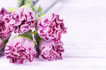Light pink purple carnation flowers on a white background. Copy space