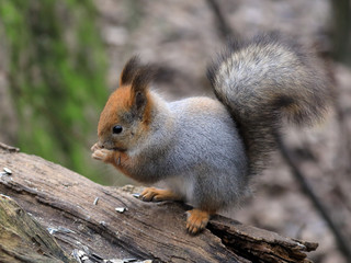 European red squirrel