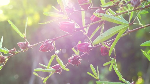 Red Roselle Flower in morning sunlight close up