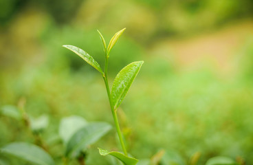 Obraz premium Tip of new sprout tea leaves with tea plantation area in background. Flush or three top young and juicy leaves with a portion of the stem on which they have grown will be picked for best quality tea.
