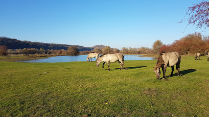 Des chevaux sauvages en Hollande
