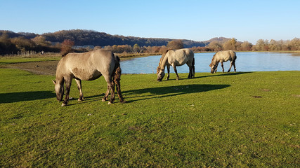 Trois chevaux hollandais en liberté