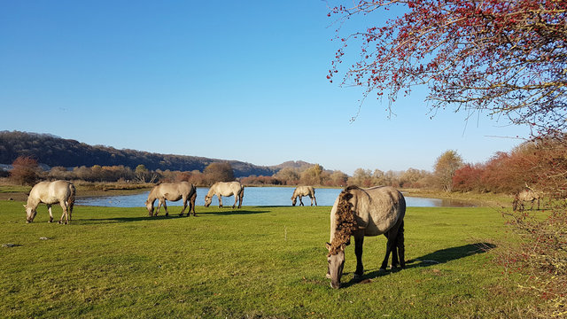 Un troupeau de chevaux en Hollande