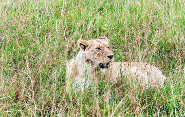 Lioness in the jungle of Kenya in Africa
