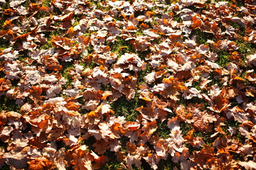 braun verfärbtes Herbstlaub