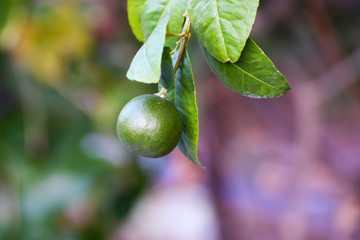 green olives on a branch