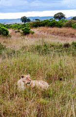 Lioness in the jungle of Kenya in Africa