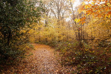 Holly bush in deciduous wooldnad