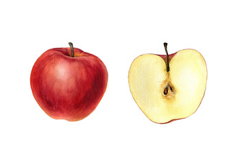 watercolor drawing apple