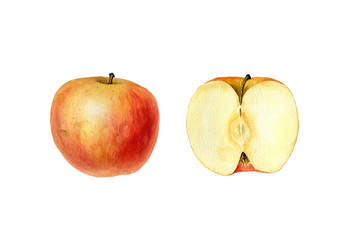watercolor drawing apple