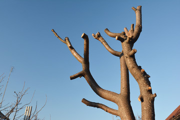 Common Pruning Mistake. Cutting tree branches. Bad tree branches pruning.