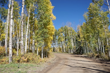 road in the forest