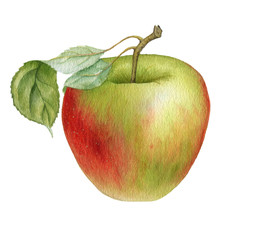 watercolor drawing apple
