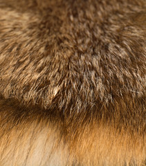 Classy and luxurious red fox fur