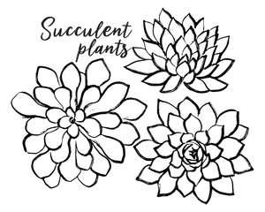Ink hand drawn succulents illustration Black and white graphics