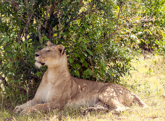 Lioness in the jungle of Kenya in Africa
