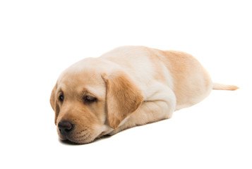 labrador isolated