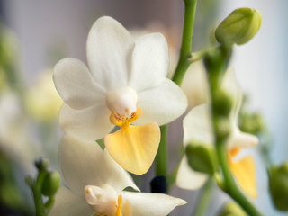 Naklejka na ściany i meble Phalaenopsis orchids. Beautiful varietal rare orchid. Beautiful indoor flowers close-up.