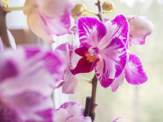 Phalaenopsis orchids. Beautiful varietal rare orchid. Beautiful indoor flowers close-up.