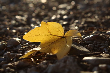 sunset Leaves