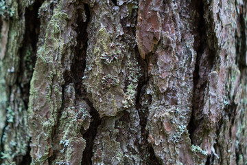 bark of a tree closeup texture