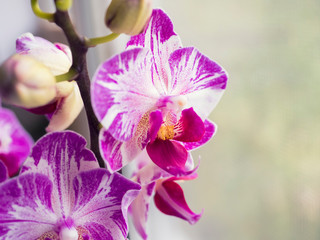 Phalaenopsis orchids. Beautiful varietal rare orchid. Beautiful indoor flowers close-up.
