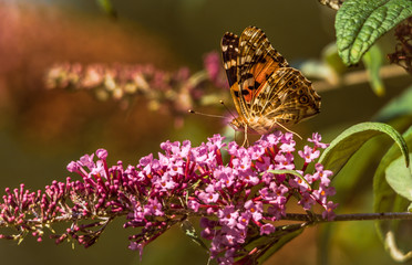 Butterfly on sitting on a sumer lilac