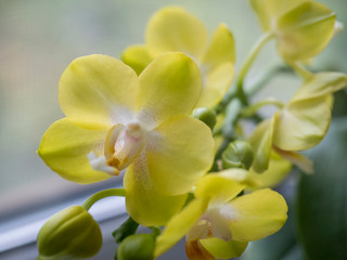 Phalaenopsis orchids. Beautiful varietal rare orchid. Beautiful indoor flowers close-up.
