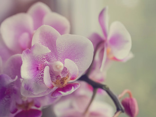 Phalaenopsis orchids. Beautiful varietal rare orchid. Beautiful indoor flowers close-up.