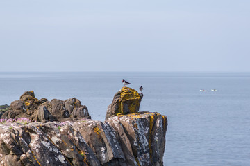 A pair of oystercatcher near Brother's Point on the Isle of Skye, Highlands, Scotland