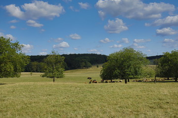 Fototapeta premium cows in a field