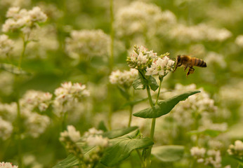 bee