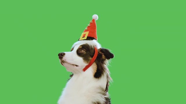 Dog With Christmas Hat Against Chroma Key Green Screen Background. Cute Aussie On Green Chromakey Background For Keying. Beautiful Australian Shepherd Puppy - Portrait Close-up. Happy New Year.