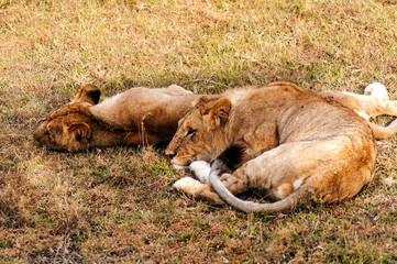 Lioness in the jungle of Kenya in Africa